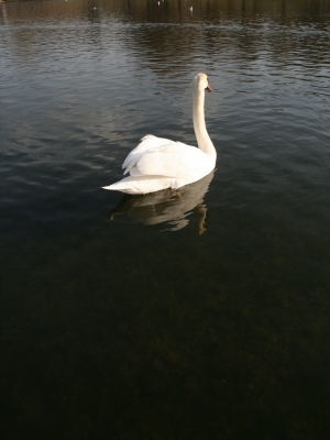 Schwan