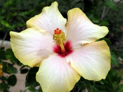 Hibiscus