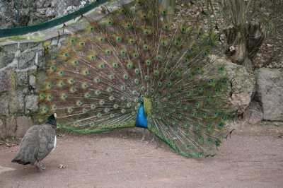 Pfau Zoo Halle