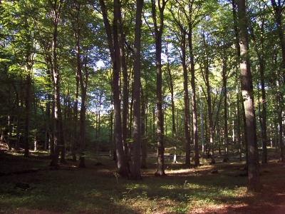 Wald in der Stubnitz