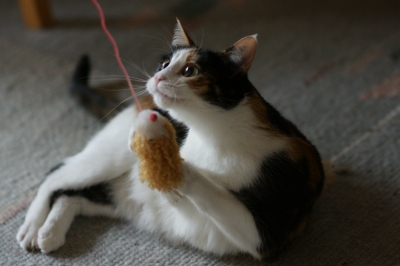 Bequemlichkeit beim Katzenspiel