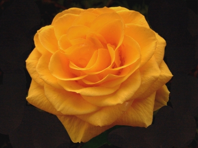 Rose für Rosenliebhaber