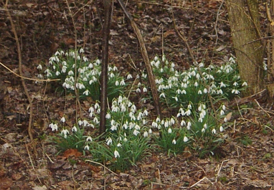 Kleine Frühlingsboten