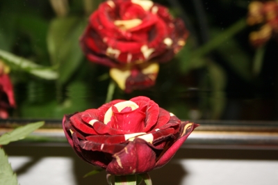 doppelte Rose