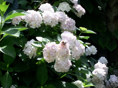 Hortensie Licht und Schatten