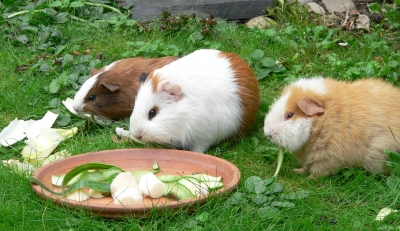 Meerschweinchen3