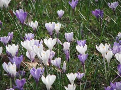 Krokusse im sonnenlicht