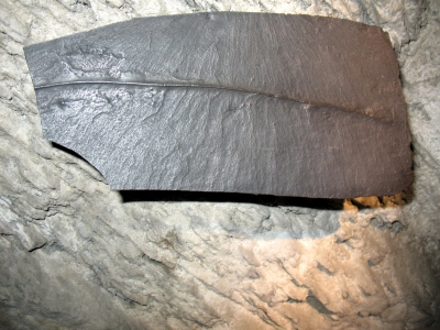 Mayen 0024 Fossil Schiefer