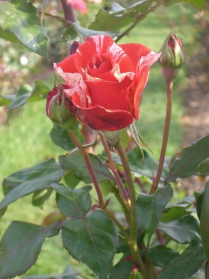 zweifarbige Rose