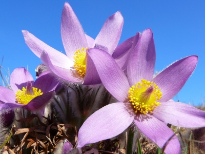 violette Blüten