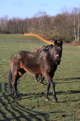 Pferd auf der Weide