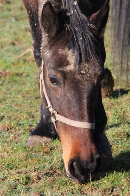 Pferd auf der Weide