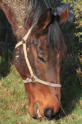 Pferd auf der Weide