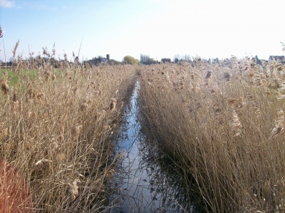 Spalier aus Gräsern