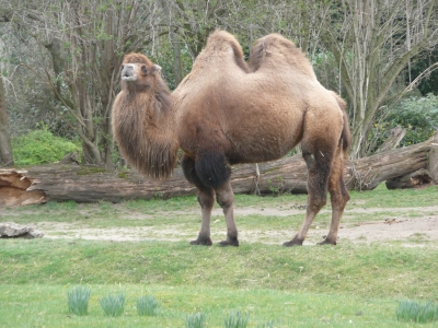 Kamel, Trampeltier