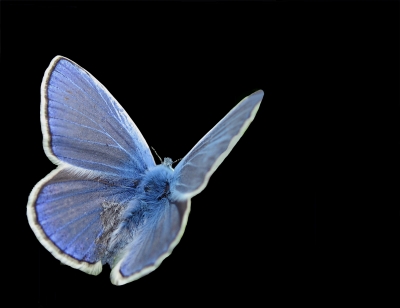 Papillon bleu