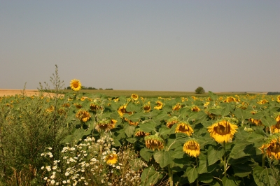 Sonnenblumen