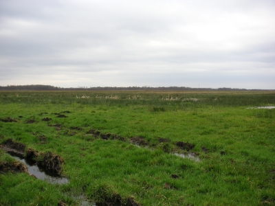 Freistätter Moor 2