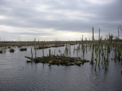 Freistätter Moor 4