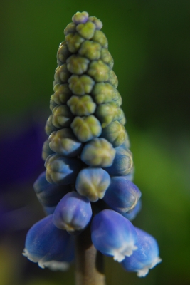 Blaue Frühlingsblume