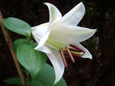 weiße Lilie