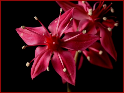 Graptopetalum bellum