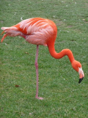 Flamingo, Altvogel