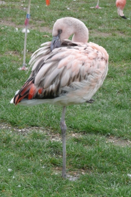 Flamingo, Jungvogel