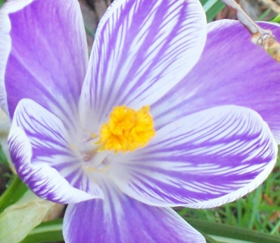 Krokus lila-weiß