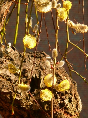 Es wird Frühling