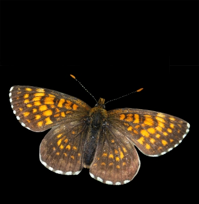 Schmetterling