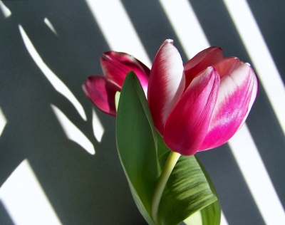 Tulpen im Streifen-Look
