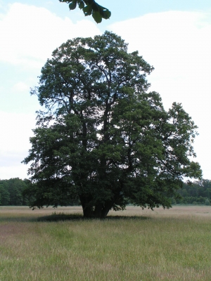 Naturschutzgebiet Mönchbruch 7