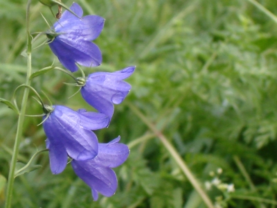 Yarons blaue Blume