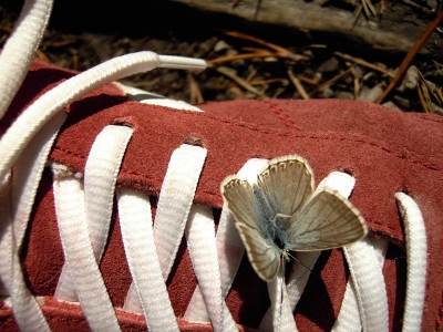 Schmetterling am Schuh