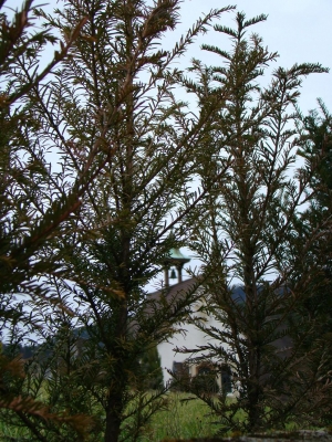 Hecke und Kirche