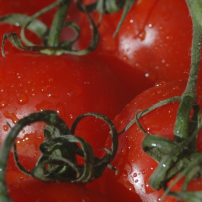 Tomatenquadrat