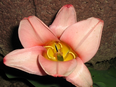 Tulpe1