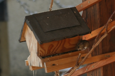 Die Maus im Vogelhaus1