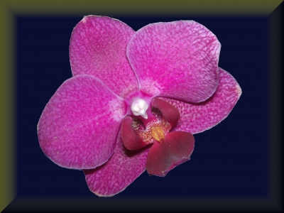 Orchidee / 2