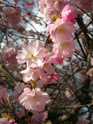 Japanische Kirschblüten - Symbol für Schönheit, Aufbruch und Vergänglichkeit