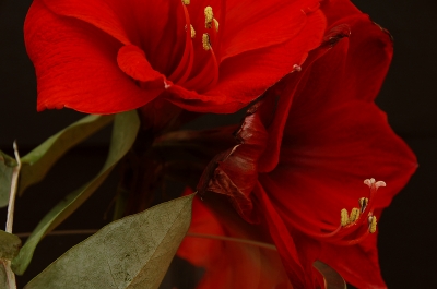 Amaryllis