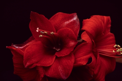 Amaryllis