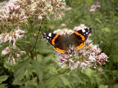 Schmetterling 2