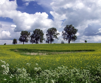 Baumgruppe auf Stralsund