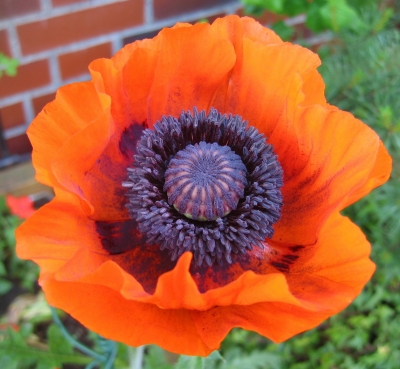 Mohn