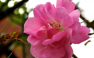 Heckenrose im Herbst