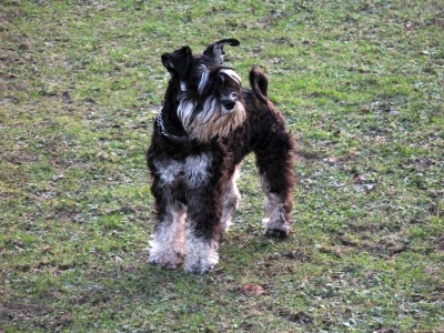 Zwergschnauzer