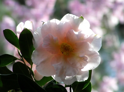 camellia 3