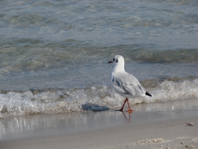 Möve am Strand!